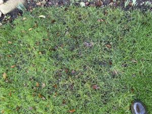 Moss in a lawn